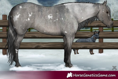 Horse Color:Platinum White Spotted Grullo Roan Rabicano Brindle