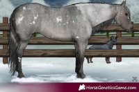 Horse Color:Platinum White Spotted Grullo Roan Rabicano Brindle 