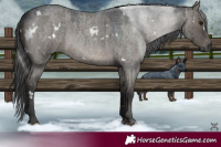 Horse Color:Platinum White Spotted Grullo Roan Rabicano Brindle