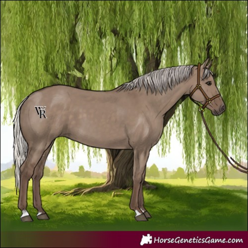 Horse Color:Silver Grullo 
