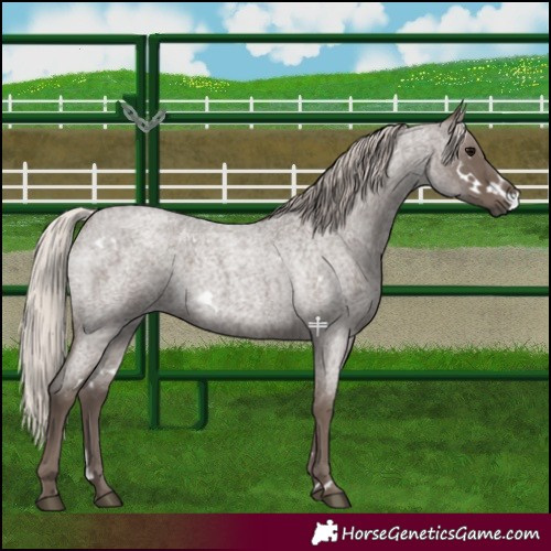 Horse Color:White Spotted Silver Blue Roan 