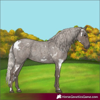 Horse Color:White Spotted Silver Blue Roan 