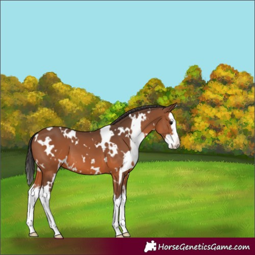 Horse Color:White Spotted Bay Splash 
