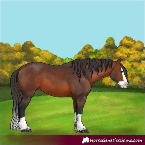 Horse Color:Unknown 