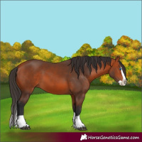 Horse Color:Unknown 