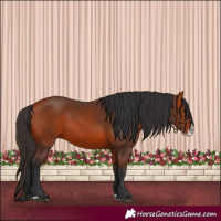 Horse Color:Bay Splash 