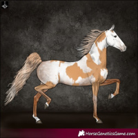 Horse Color:Chestnut Splash Frame and Gray Chestnut Splash Frame
