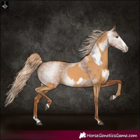 Horse Color:Chestnut Splash Frame  and Gray Chestnut Splash Frame 