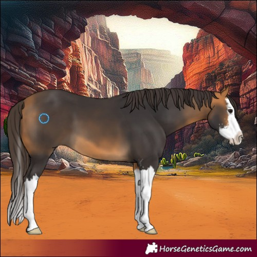 Horse Color:Buckskin Sabino Splash 