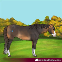 Horse Color:Buckskin Sabino Splash 