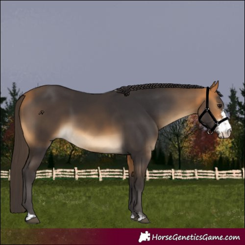 Horse Color:Buckskin Sabino 