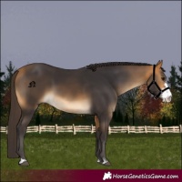 Horse Color:Buckskin Sabino