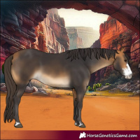 Horse Color:Buckskin Sabino 