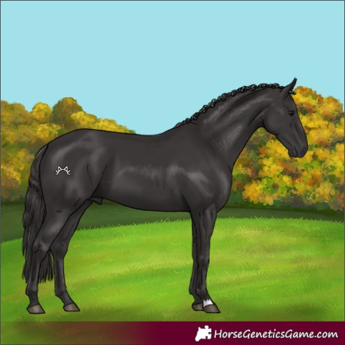 Horse Color:Smoky Black 