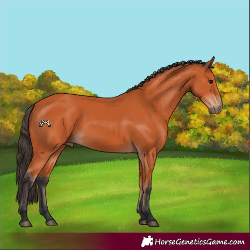 Horse Color:Bay 