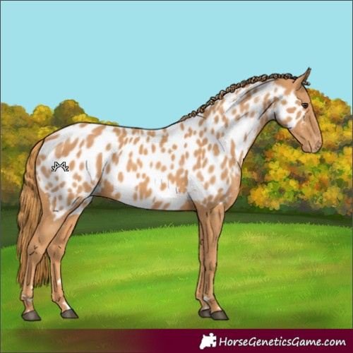 Horse Color:Chestnut Near Leopard Rabicano 