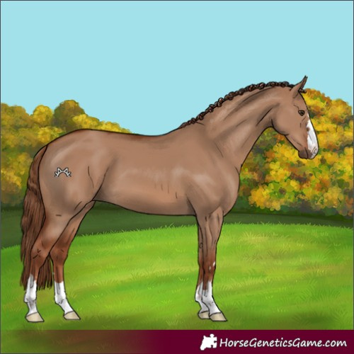 Horse Color:Red Dun 