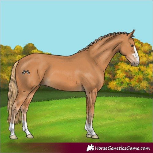 Horse Color:Chestnut 