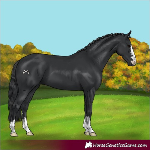 Horse Color:Black 