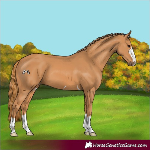 Horse Color:Chestnut 