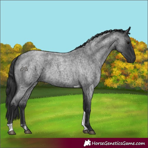 Horse Color:Blue Roan Tobiano 