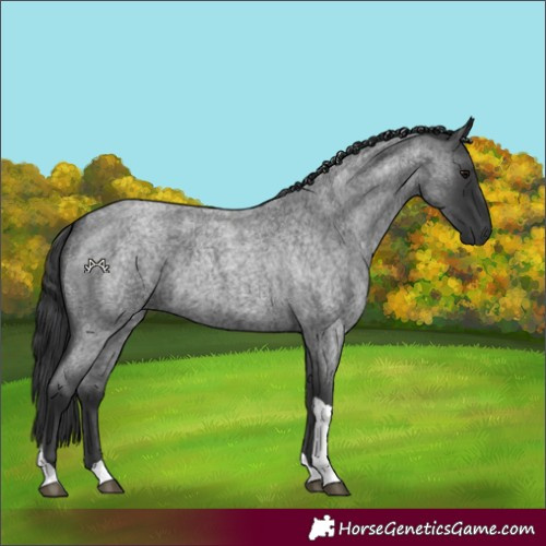 Horse Color:Blue Roan Tobiano 