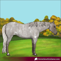 Horse Color:White Spotted Silver Blue Roan