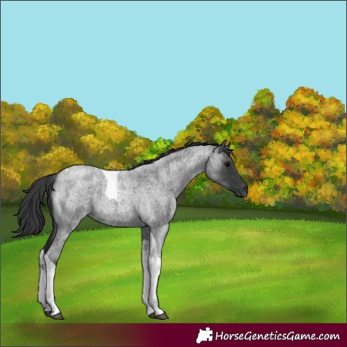 Horse Color:Blue Roan Tobiano 