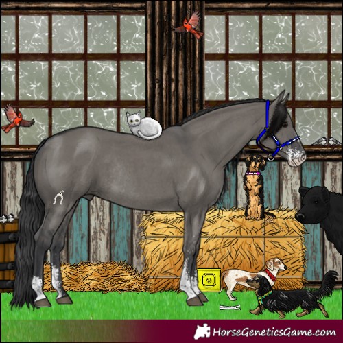 Horse Color:Grullo Sabino Rabicano 