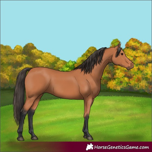 Horse Color:Bay 