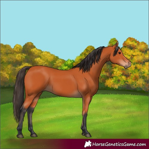 Horse Color:Bay 