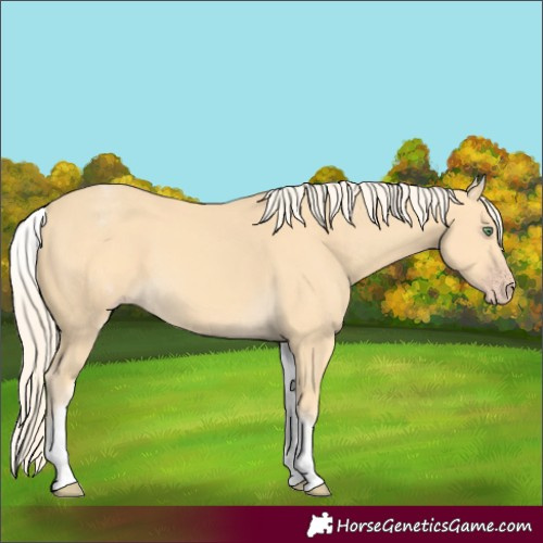 Horse Color:White Spotted Gold Cream Champagne 