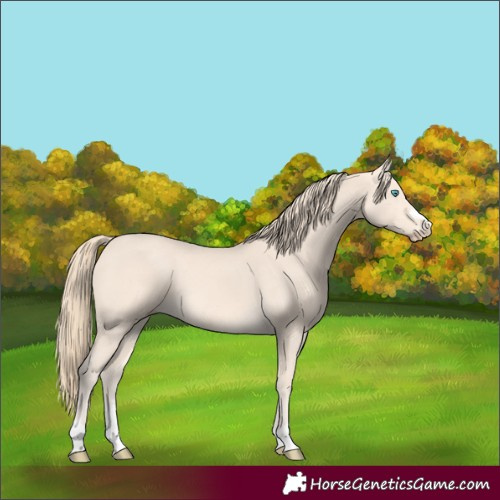 Horse Color:Perlino 