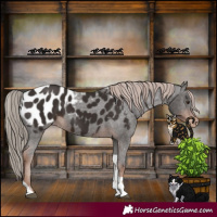 Horse Color:Liver Chestnut Tobiano Appaloosa
