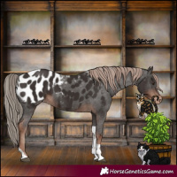Horse Color:Liver Chestnut Tobiano Appaloosa 