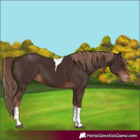 Horse Color:Liver Chestnut Tobiano Appaloosa 