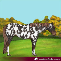 Horse Color:Liver Chestnut Tobiano Appaloosa 
