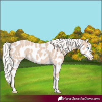 Horse Color:Silver Smoky Creme Tobiano Appaloosa