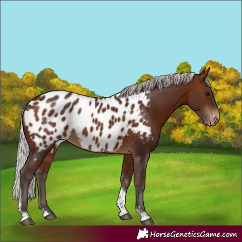 Horse Color:Silver Brown Tobiano Near Leopard 