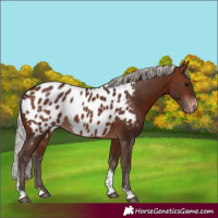 Horse Color:Silver Brown Tobiano Appaloosa 