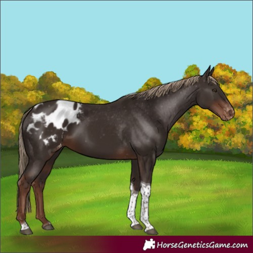 Horse Color:Liver Chestnut Tobiano Appaloosa 