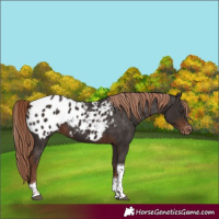 Horse Color:Liver Chestnut Tobiano Blanket 