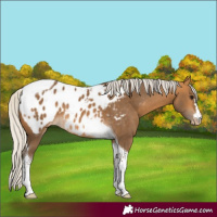 Horse Color:Silver Buckskin Tobiano Blanket 