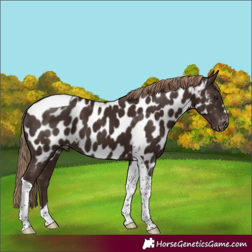 Horse Color:Liver Chestnut Tobiano Appaloosa