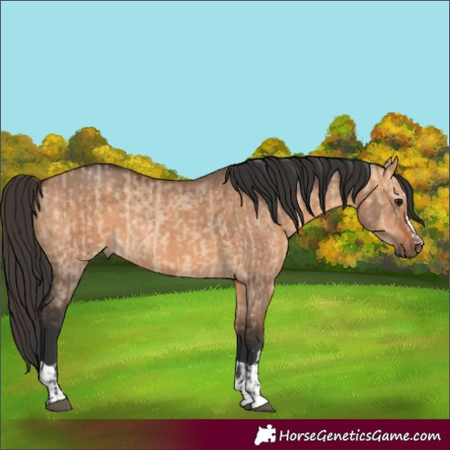 Horse Color:Unknown 