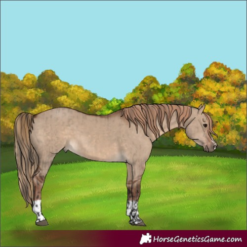 Horse Color:Bay Dun  and Liver Red Dun 