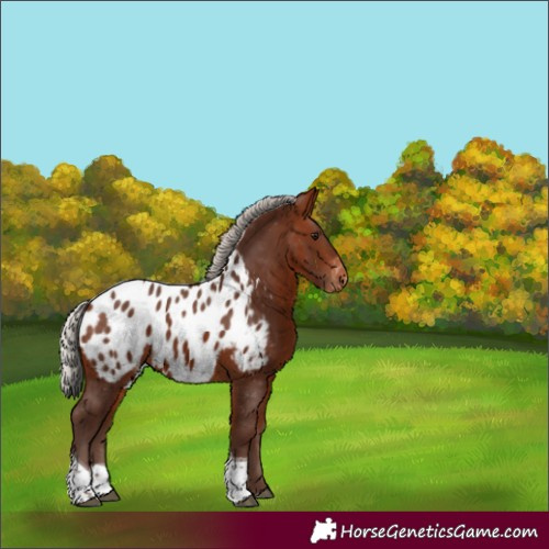 Horse Color:Silver Bay Tobiano Blanket 