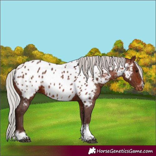 Horse Color:Silver Bay Tobiano Frame Near Leopard