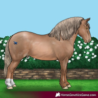 Horse Color:Liver Chestnut Pearl 
