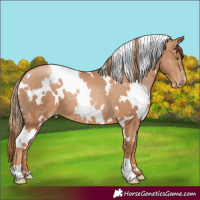 Horse Color:White Spotted Chestnut Pearl 